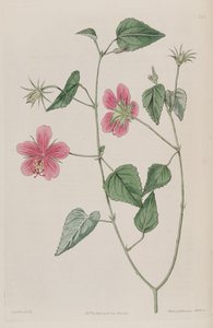 Hibiscus_phoeniceus 作： Ker Gawler